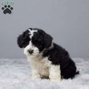 Sandy, Mini Sheepadoodle Puppy